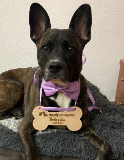 collar para perros en boda
