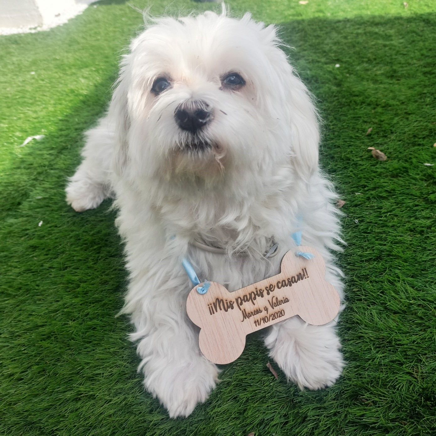 Carteles de perros para bodas Carteles de perros para bodas